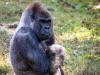 Ozzie Zoo Atlanta gorilla